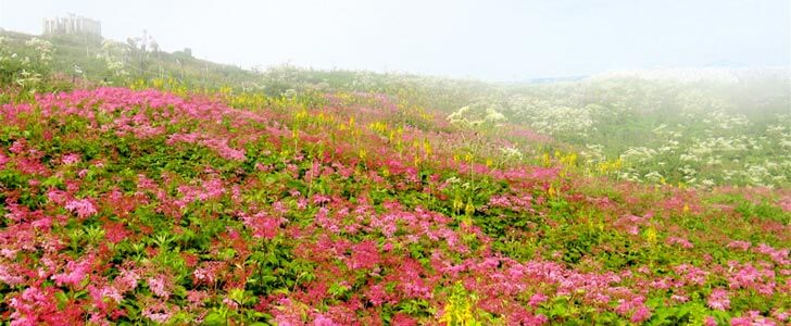 6月の登山におすすめの高知県の山