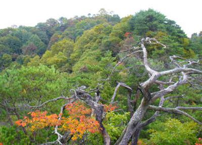 独鈷山の外観