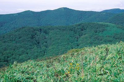 四ツ滝山の外観