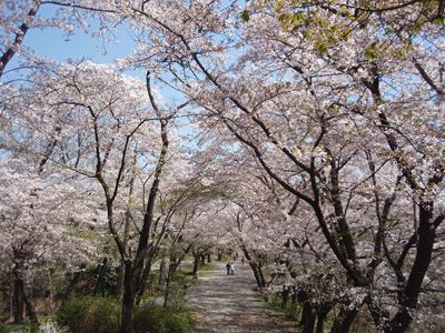 弘法山の外観