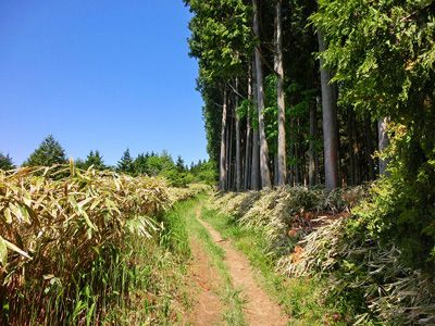 中葛城山の外観