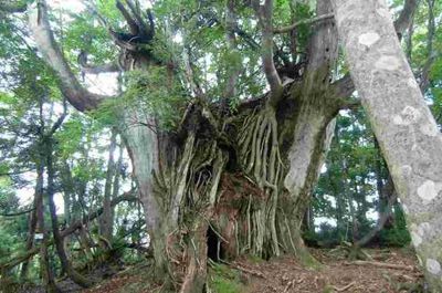 小野村割岳の外観