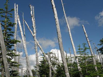 縞枯山の外観