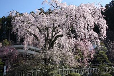 身延山の外観