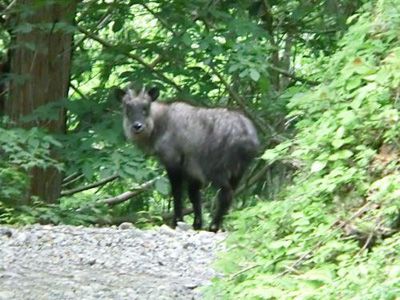 川上岳の外観