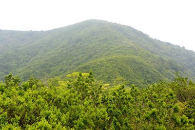 金糞岳の外観