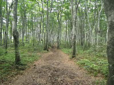 扇ノ山の外観