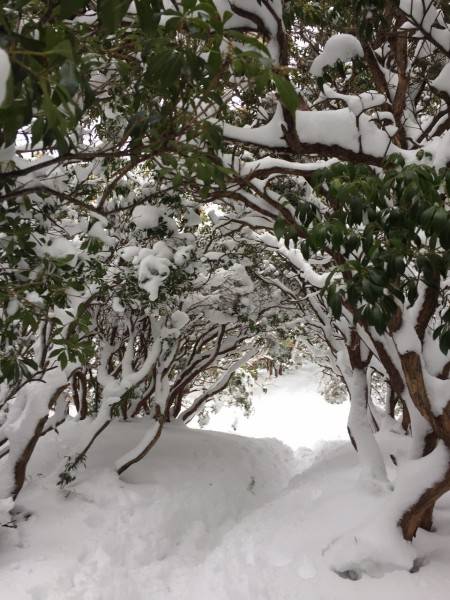 かなり雪が積もっていました。
雪のトンネルがとても幻想的でした。