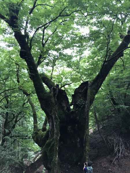 君尾山