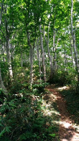 高落場山
