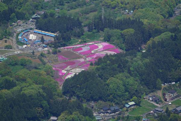 頂上からの芝桜です。たくさんお花が咲いていて道もよく、気持ちのいい山登りでした