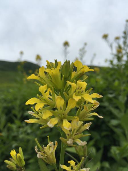 伊吹山